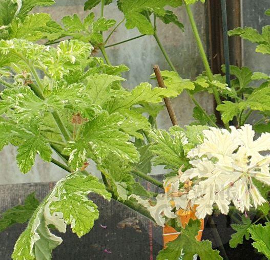 Boths Snowflake - Rose Mint Scented Leaf Pelargonium (Geranium) Plant - 6cm bio pot