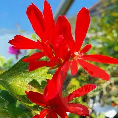 California is a Stellar Pelargonium with unusual leaves and bright red flowers which are almost pom pom like.  It likes to flower prolifically so likes to be fed well.