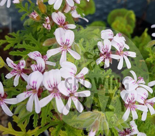 Candy Dancer - Rose Scented Leaf Pelargonium (Geranium) Plant - 6cm bio pot