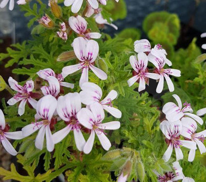Candy Dancer - Rose Scented Leaf Pelargonium (Geranium) Plant - 6cm bio pot
