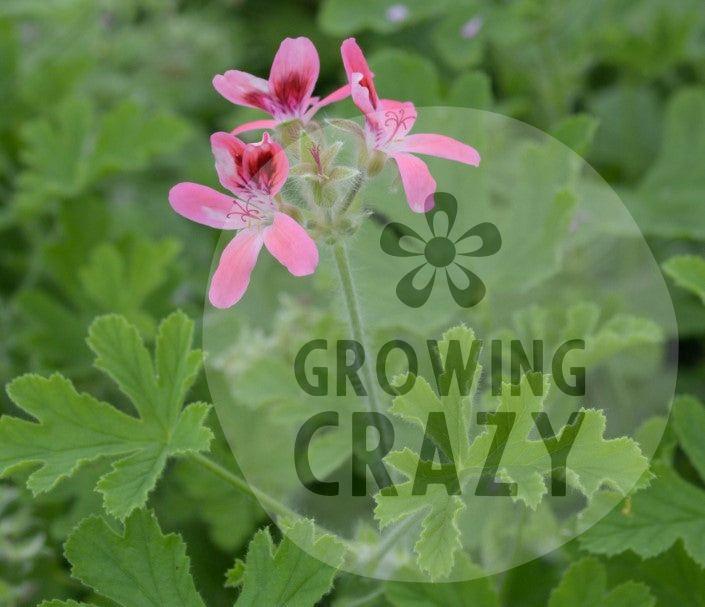 Capri - Sweet summer Scented Leaf Pelargonium (Geranium) Plant - 6cm bio pot