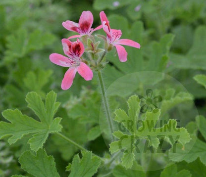 Capri - Sweet summer Scented Leaf Pelargonium (Geranium) Plant - 6cm bio pot