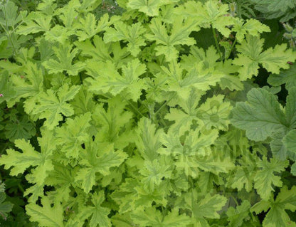Charity - Orange Spice Scented Leaved Pelargonium / Geranium Plant - 6cm bio pot