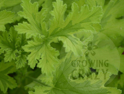 Charity - Orange Spice Scented Leaved Pelargonium / Geranium Plant - 6cm bio pot