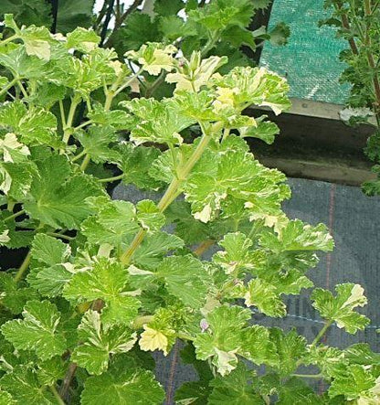 Scented Leaf Geranium / Pelargonium Collection - 3x Named 6cm Plants - our choice
