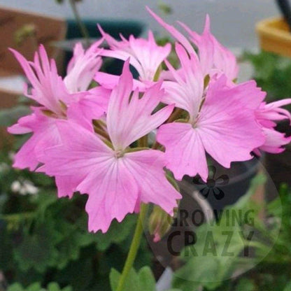 Charmay Ward - Stellar Pelargonium (Geranium) Plant - 6cm bio pot