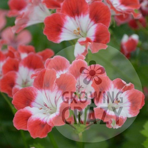 Cherry Baby - Decorative Pelargonium Geranium  fantastic flurry display of&nbsp; cherry red flowers with a white centre Ideal for containers or garden borders