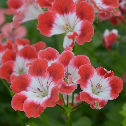 Cherry Baby - Decorative Pelargonium Geranium  fantastic flurry display of&nbsp; cherry red flowers with a white centre Ideal for containers or garden borders