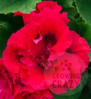 Cherry Orchard - Regal Pelargonium (Geranium) plant - 6cm bio pot