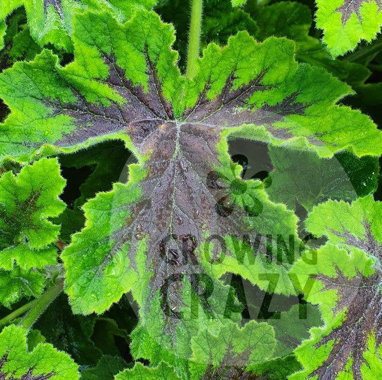 Chocolate Peppermint - Mint Scented Leaf Pelargonium / Geranium - Single 6cm bio pot