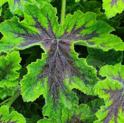 Chocolate Peppermint - Mint Scented Leaf Pelargonium / Geranium - Single 6cm bio pot