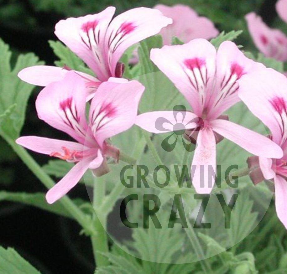 Citronella - Lemon Scented Leaf Pelargonium (Geranium) Plant - 6cm pot