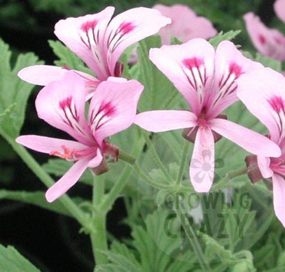 Citronella - Lemon Scented Leaf Pelargonium (Geranium) Plant - 6cm pot