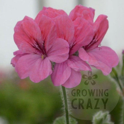 Clorinda - Cedar Scented Leaf Pelargonium (Geranium) Plant - 6cm bio pot