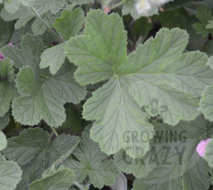 Clorinda - Cedar Scented Leaf Pelargonium (Geranium) Plant - 6cm bio pot