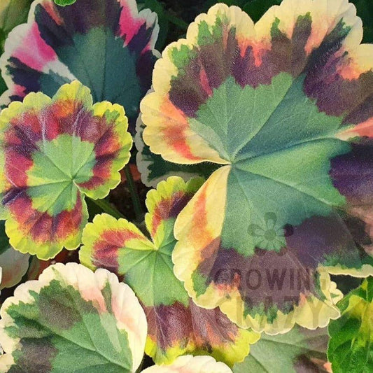 This is 'Contrast' a Coloured and Fancy Leaved Pelargonium from Growing Crazy striking tri-coloured  / Geranium  bright red flowers great for pots  intresting victorian 