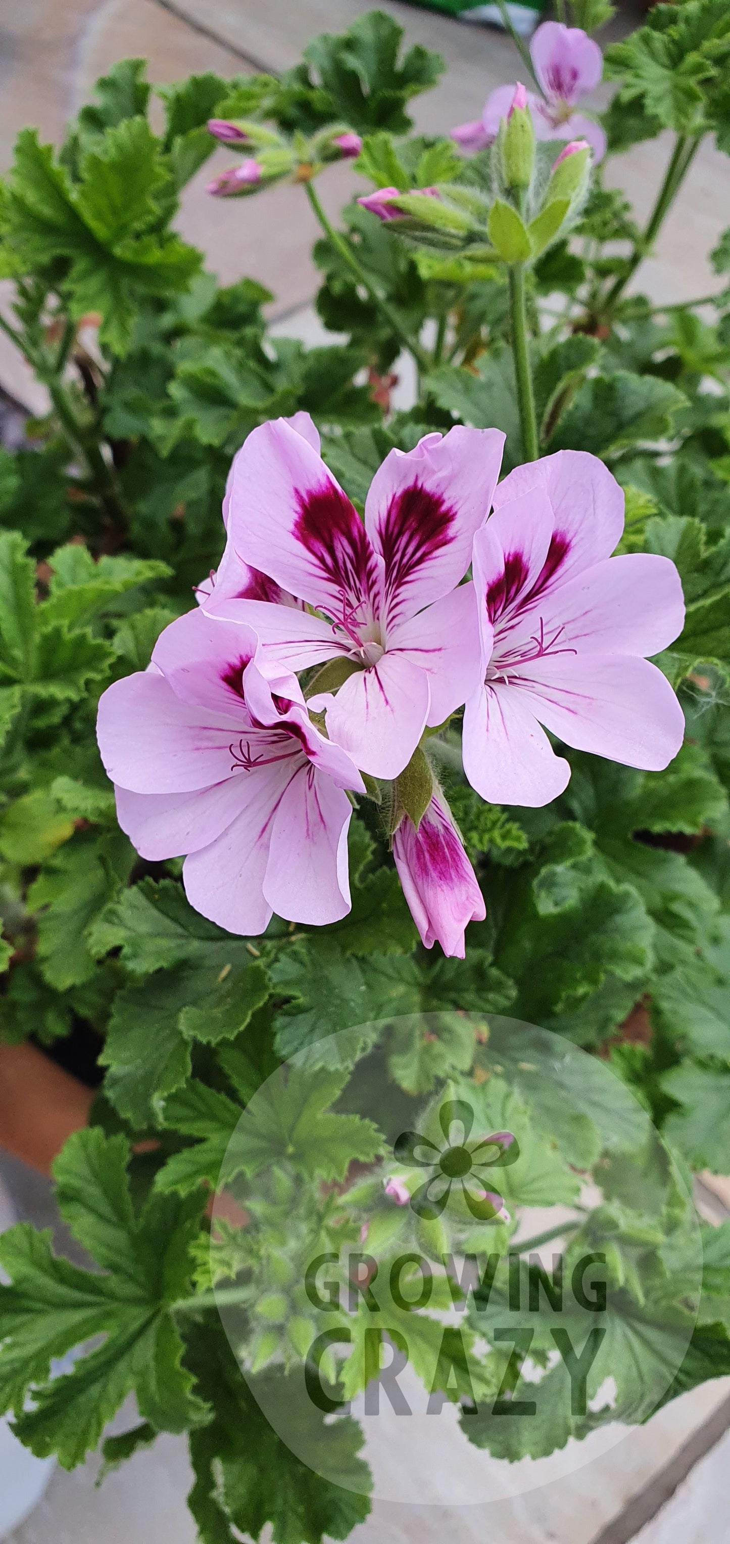 Copthorne - Sweet-Spice Scented Leaf Pelargonium (Geranium) Plant - 6cm bio pot