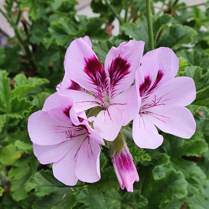 Copthorne - Sweet-Spice Scented Leaf Pelargonium (Geranium) Plant - 6cm bio pot