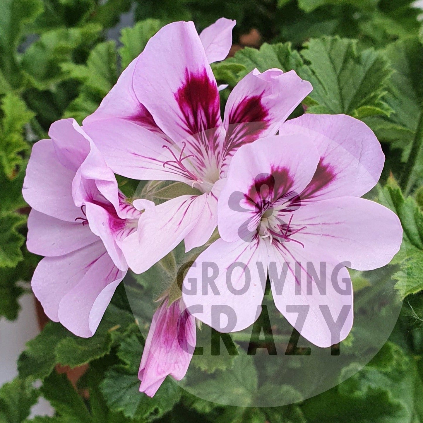 Copthorne - Sweet-Spice Scented Leaf Pelargonium (Geranium) Plant - 6cm bio pot