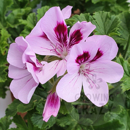 Copthorne - Sweet-Spice Scented Leaf Pelargonium (Geranium) Plant - 6cm bio pot