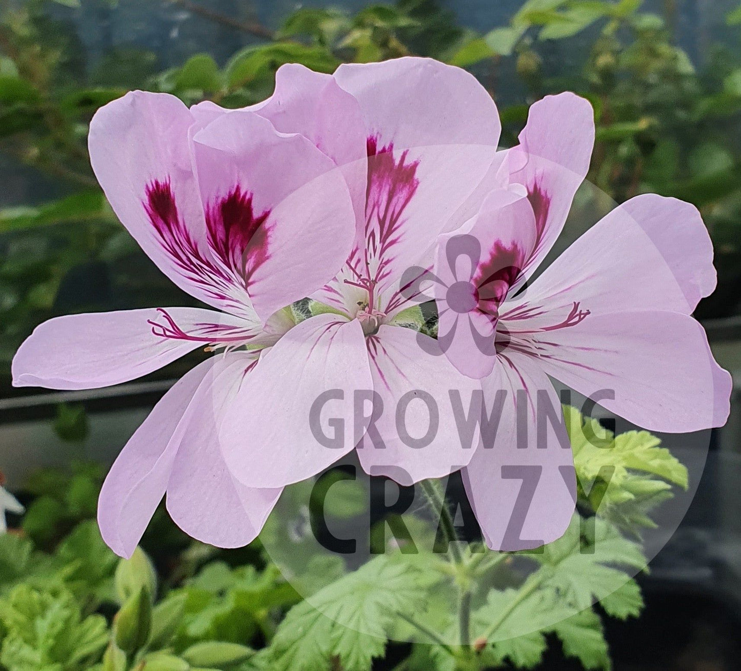 Copthorne - Sweet-Spice Scented Leaf Pelargonium (Geranium) Plant - 6cm bio pot