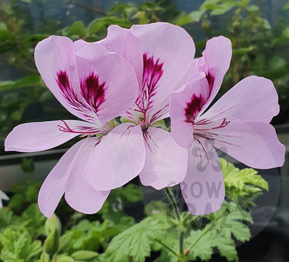 Copthorne - Sweet-Spice Scented Leaf Pelargonium (Geranium) Plant - 6cm bio pot