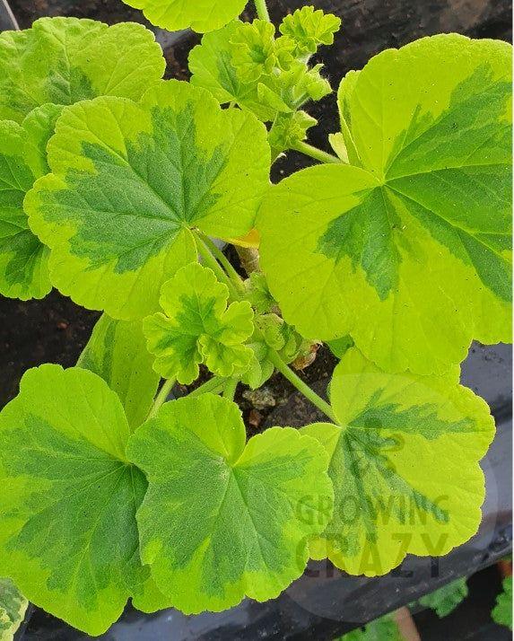 Crystal Palace Gem - Coloured Leaf Pelargonium / Geraniumgold and green leaves coral-rose flower perfect in pots Victorian intresting 