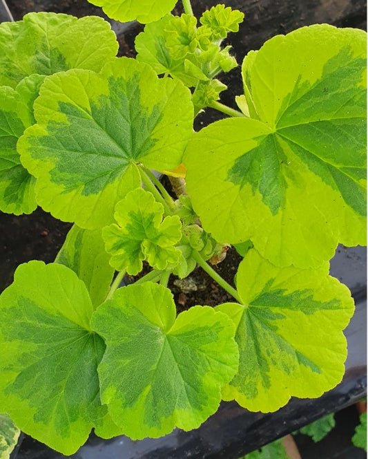 Crystal Palace Gem - Coloured Leaf Pelargonium / Geraniumgold and green leaves coral-rose flower perfect in pots Victorian intresting 