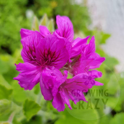 P. cuculatum Flore Plenum - Species Pelargonium (Geranium) Single Plant - 6cm bio pot