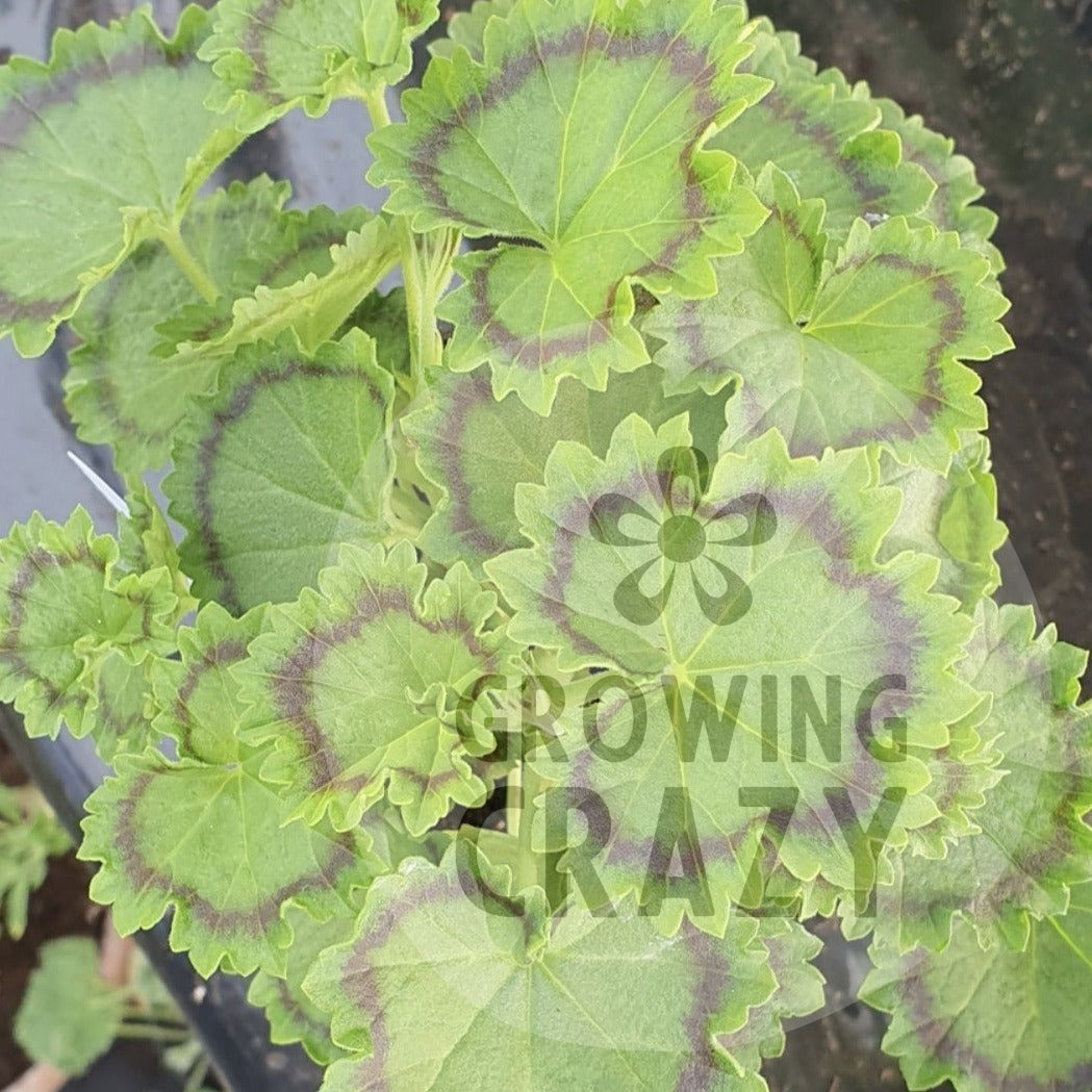 Victorian intresting Distinction - Coloured Leaf Pelargonium (Geranium) Plant ruffled dark green leaves bright Scarlet flowers