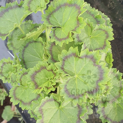 Victorian intresting Distinction - Coloured Leaf Pelargonium (Geranium) Plant ruffled dark green leaves bright Scarlet flowers