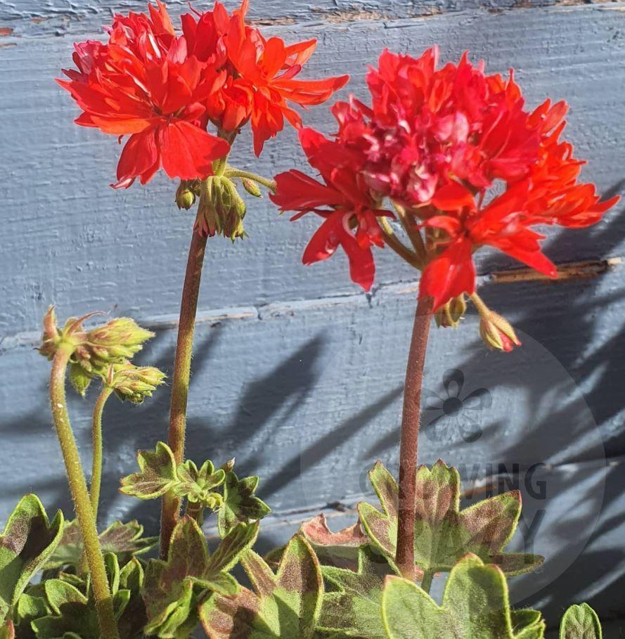 Dragon's Breath is one of our favourite Stellar Pelargoniums / Geraniums. It grows well and produces bright red double flowers with distinctive colouring on its leaves in a stellar fashion.