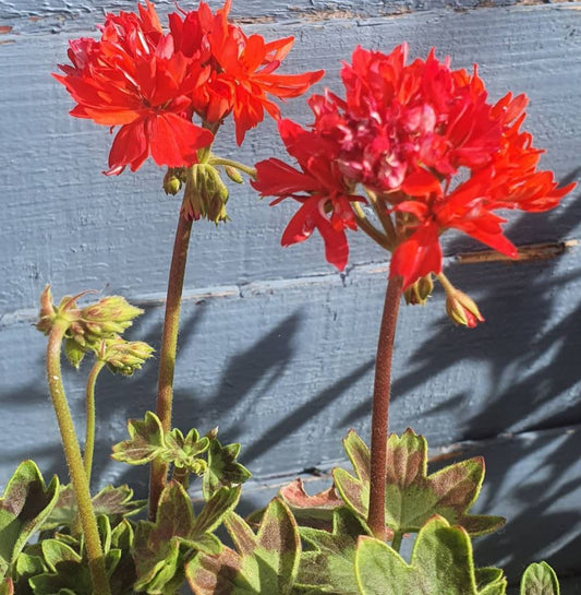 Dragon's Breath is one of our favourite Stellar Pelargoniums / Geraniums. It grows well and produces bright red double flowers with distinctive colouring on its leaves in a stellar fashion.