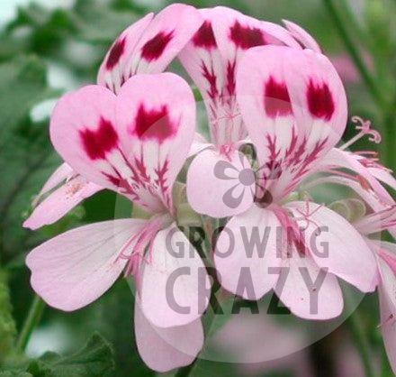 Fair Ellen - Spicy Scented Leaf Pelargonium (Geranium) Plant - 6cm bio pot