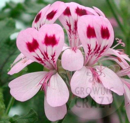 Fair Ellen - Spicy Scented Leaf Pelargonium (Geranium) Plant - 6cm bio pot