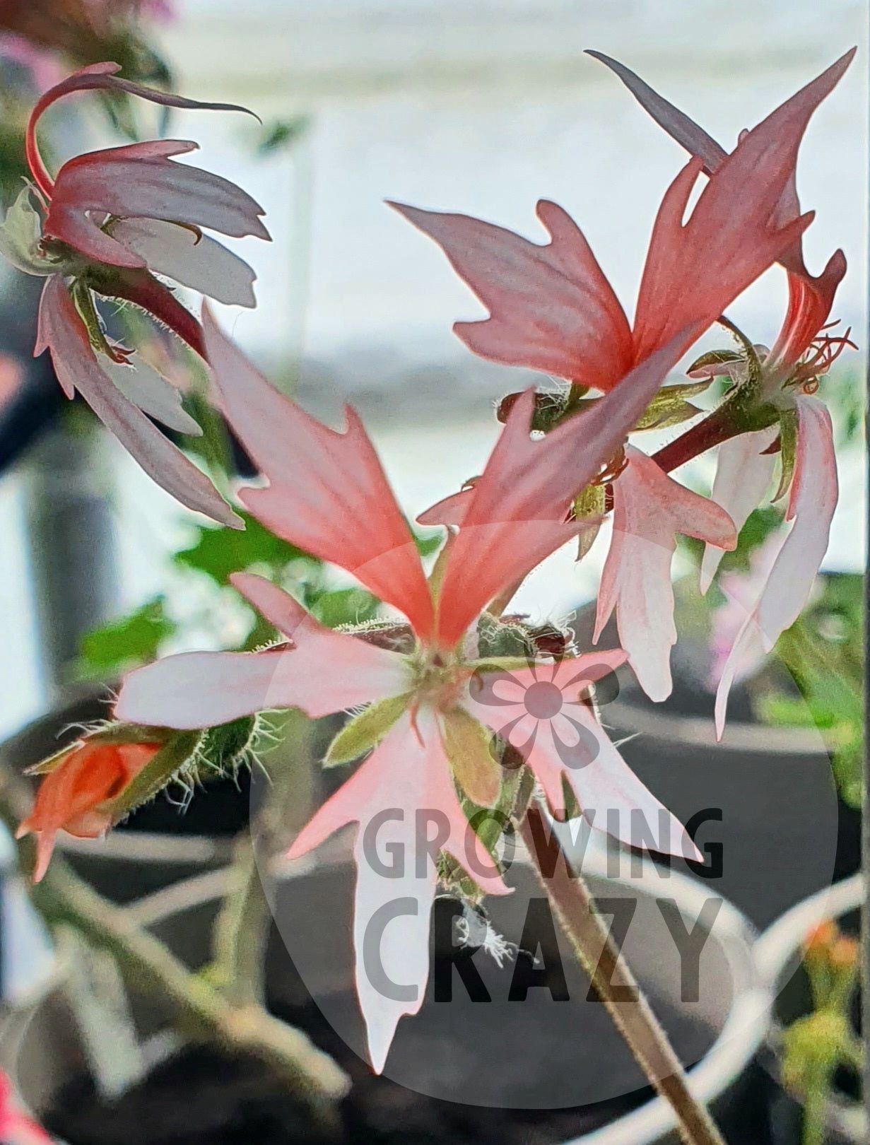 Fairy Fantasy is a pretty Stellar Pelargonium which grows well as a bushy Pelargonium and and produces lots of flowers that have a creamy-white lower petal which blends to salmon pink. 