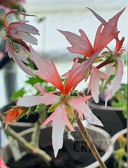 Fairy Fantasy is a pretty Stellar Pelargonium which grows well as a bushy Pelargonium and and produces lots of flowers that have a creamy-white lower petal which blends to salmon pink. 