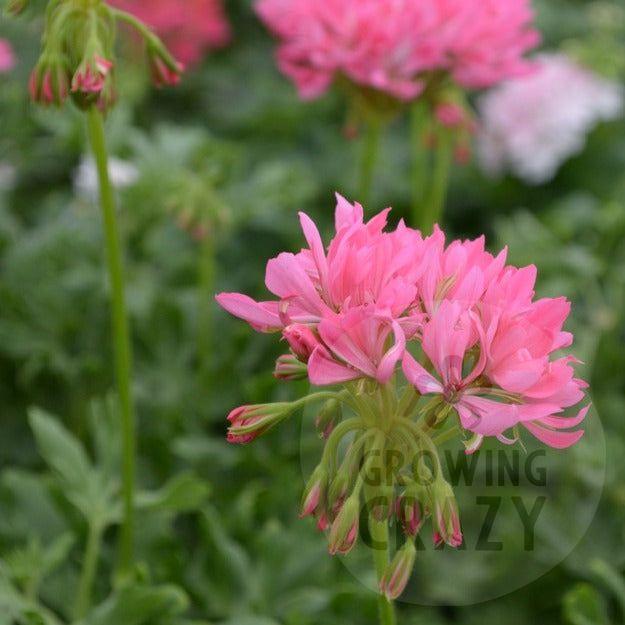 Fancy That is one of the more recent introductions of Stellar Pelargoniums / Geraniums, it is a Formosum type.  It has a bushy-upright habit and produces vibrant cerise pink flowers on strong tall stems (J. Sheehan).