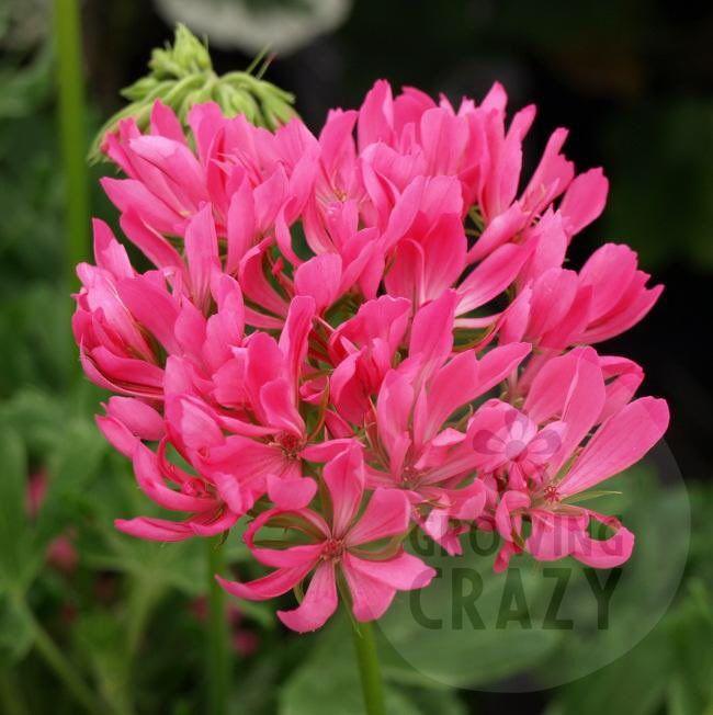 Fancy That is one of the more recent introductions of Stellar Pelargoniums, it is a Formosum type.  It has a bushy-upright habit and produces vibrant cerise pink flowers on strong tall stems (J. Sheehan).