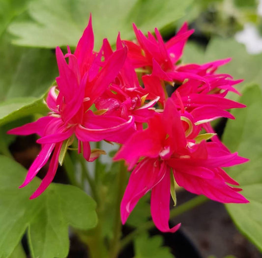 Fandango is a Stellar Pelargonium variety that produces almost firework explosions of bright fuchsia-pink flowers on strong tall stems.  