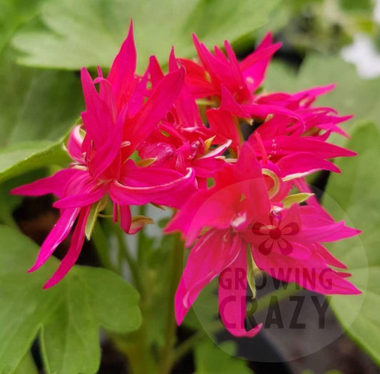 Fandango is a Stellar Pelargonium variety that produces almost firework explosions of bright fuchsia-pink flowers on strong tall stems.  