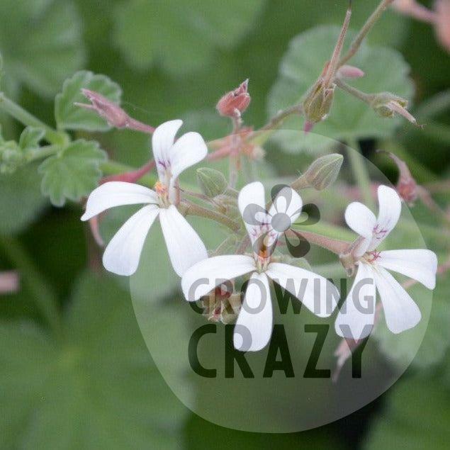 Fragrans - Nutmeg and Pine Scented Leaf Pelargonium (Geranium) Plant - 6cm bio pot