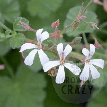 Fragrans - Nutmeg and Pine Scented Leaf Pelargonium (Geranium) Plant - 6cm bio pot