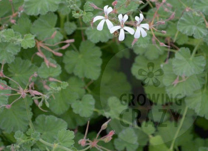 Fragrans - Nutmeg and Pine Scented Leaf Pelargonium (Geranium) Plant - 6cm bio pot