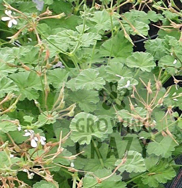 Fragrans - Nutmeg and Pine Scented Leaf Pelargonium (Geranium) Plant - 6cm bio pot