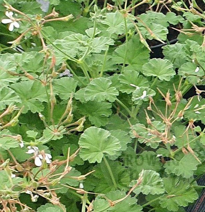 Fragrans - Nutmeg and Pine Scented Leaf Pelargonium (Geranium) Plant - 6cm bio pot