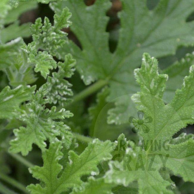 Fragrant Frosty - Rose Scented Leaf Pelargonium / Geranium Plant - 6cm bio pot