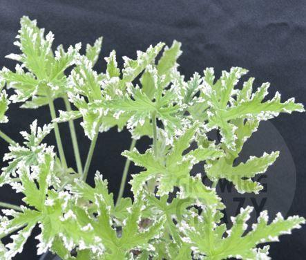 Fragrant Frosty - Rose Scented Leaf Pelargonium / Geranium Plant - 6cm bio pot