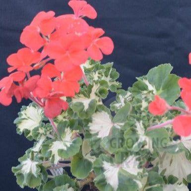 Freak of Nature - Coloured Fancy Leaved Pelargonium (Geranium)  unusually shaped leaves   Victorian intresting  red flowers1880