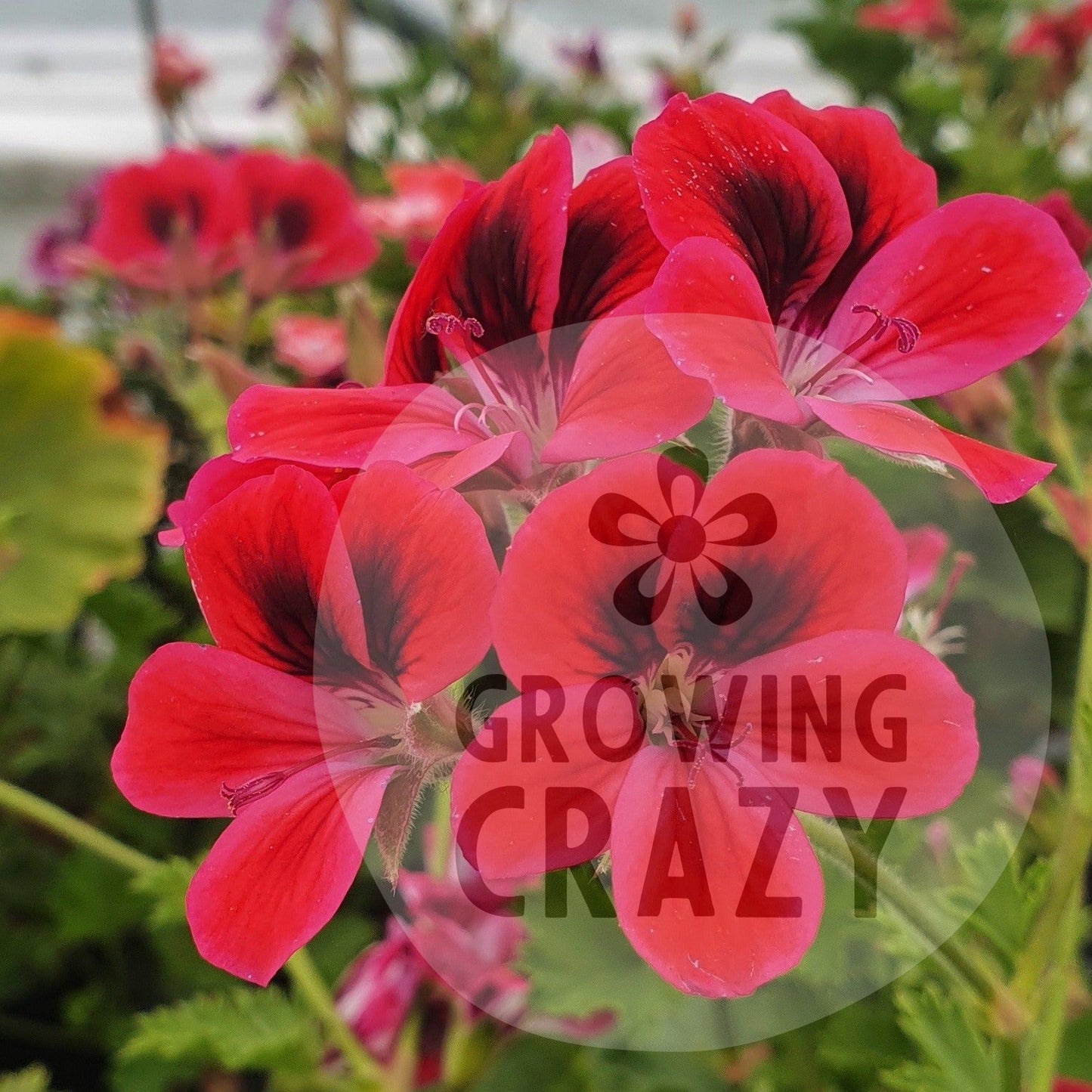 Freya Gowrley - Decorative Pelargonium (Geranium) plant in 6cm bio pot